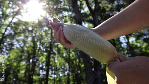 Part 2 - Corn's Detasseling. Hands gently peel back the husk of an ear of corn, revealing the silky fibers within, sunlight filtering through the leaves.