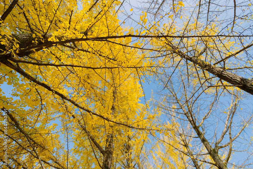 The picture shows a tall tree with bright yellow leaves against a clear blue sky. The picture shows a tall tree with bright yellow leaves against a clear blue sky.