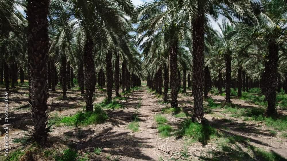 Aerial video of a date plantation, Israel Aerial video of a date plantation, Israel