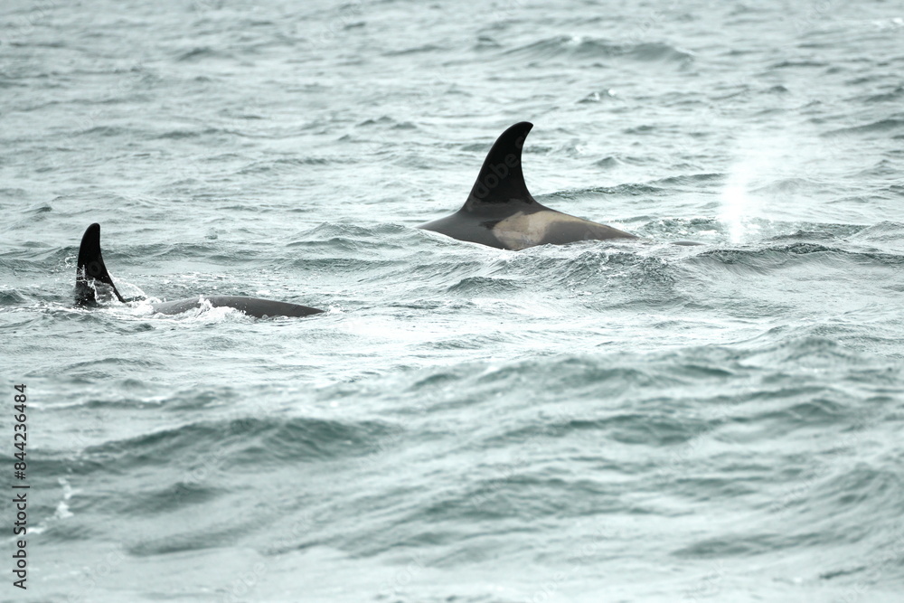 Fototapeta premium Hokkaido,Japan - June 4, 2024: Killer whales or orca near Rausu Fishing port in Nemuro strait in Hokkaido, Japan