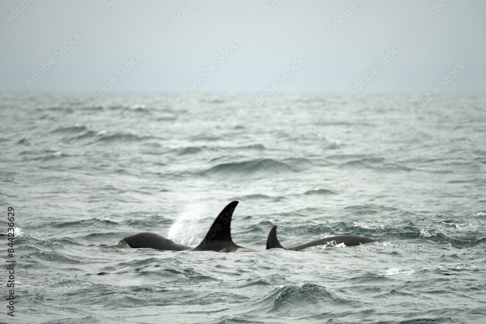 Hokkaido,Japan - June 4, 2024: Killer whales or orca near Rausu Fishing port in Nemuro strait in Hokkaido, Japan Hokkaido,Japan - June 4, 2024: Killer whales or orca near Rausu Fishing port in Nemuro strait in Hokkaido, Japan