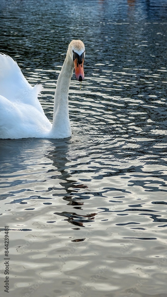 Beautiful white swan swimming and feeding in Corrib river, animals and wildlife background at Galway, Ireland