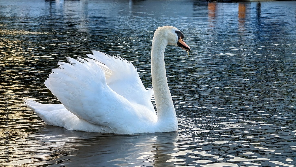 Beautiful white swan swimming and feeding in Corrib river, animals and wildlife background at Galway, Ireland