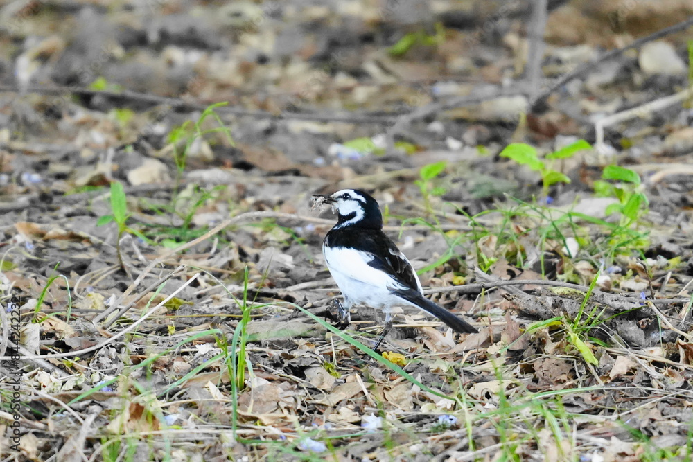 Obraz premium white wagtail