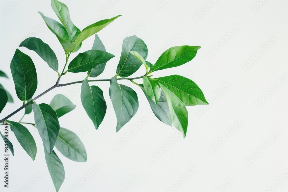 A branch with lush green leaves gently swaying against a solid white background A branch with lush green leaves gently swaying against a solid white background