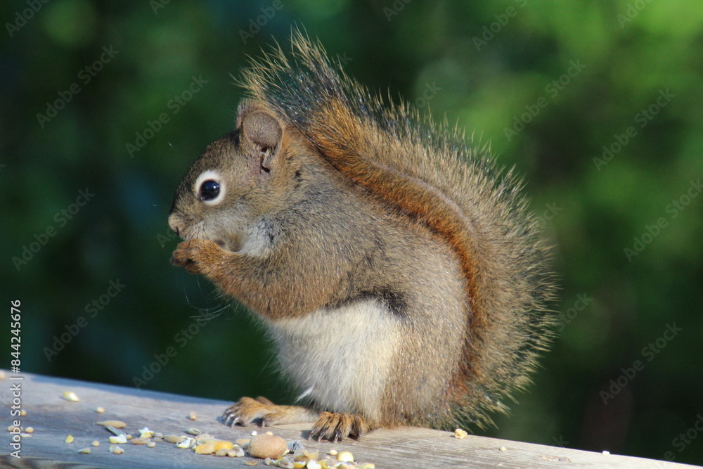 squirrel eating nut, Whitemud Park, Edmonton, Alberta squirrel eating nut, Whitemud Park, Edmonton, Alberta