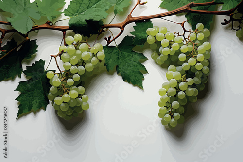 The Riesling vine is a white wine variety, which is mainly fermented on the Rhine and on the Moselle to wine
