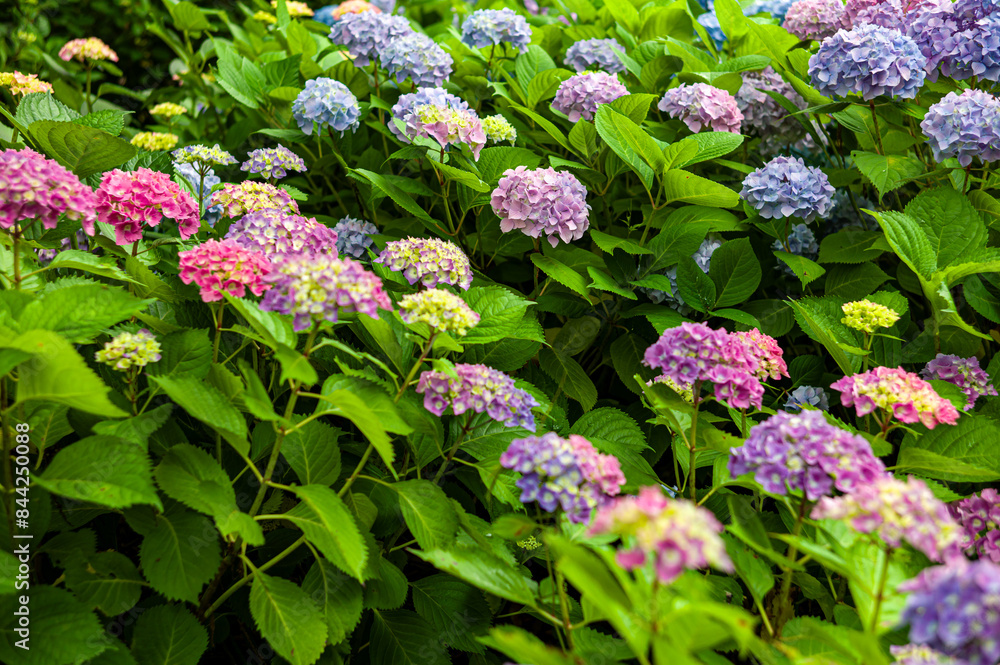 flowers in the garden