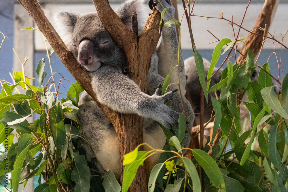 Fototapeta premium Koala in Tree with Arm Out