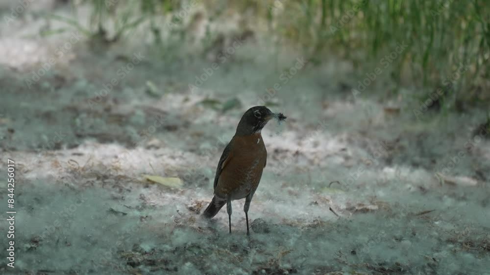 Robin holding bugs in its beak as it runs through the cotton seeds in a forest. Robin holding bugs in its beak as it runs through the cotton seeds in a forest.