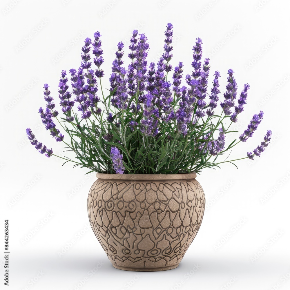 Obraz premium A lavender plant thriving in a decorative ceramic pot