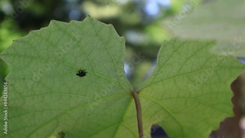 Lanternfly Lurking. A spotted lanternfly rests on a grapevine leaf, showcasing its striking colors and intricate markings.
