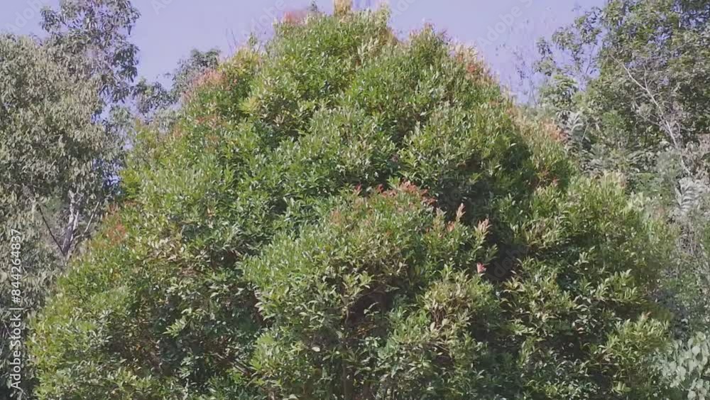Trees with dense leaves blown by the wind. Trees with dense leaves blown by the wind.