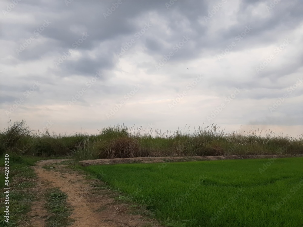 Obraz premium Lush Green Fields Under a Cloudy Sky
