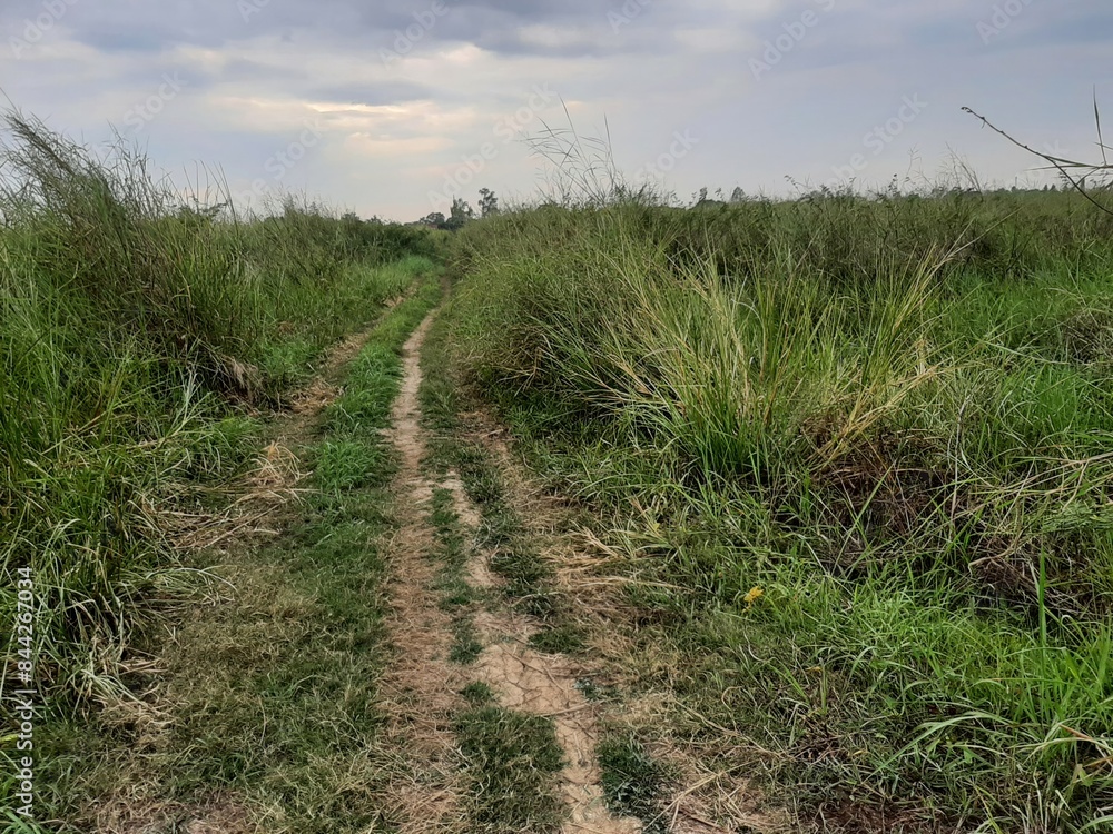 Fototapeta premium Overgrown Path Through The Meadow