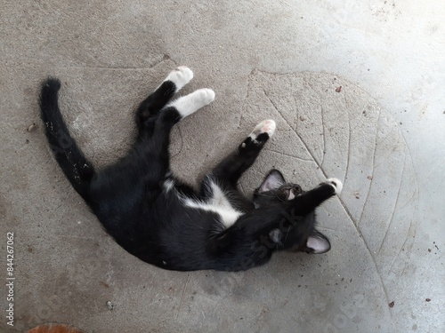 Playful Black and White Kitten on Concrete