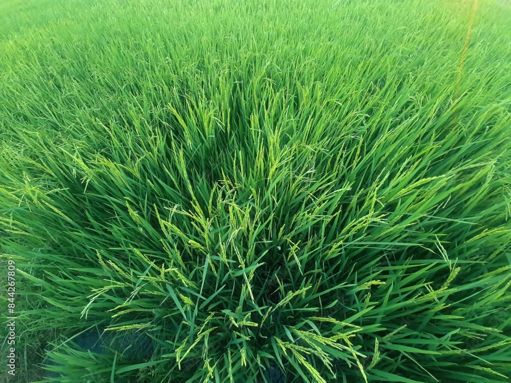 Lush Green Rice Field in Sunlight Lush Green Rice Field in Sunlight