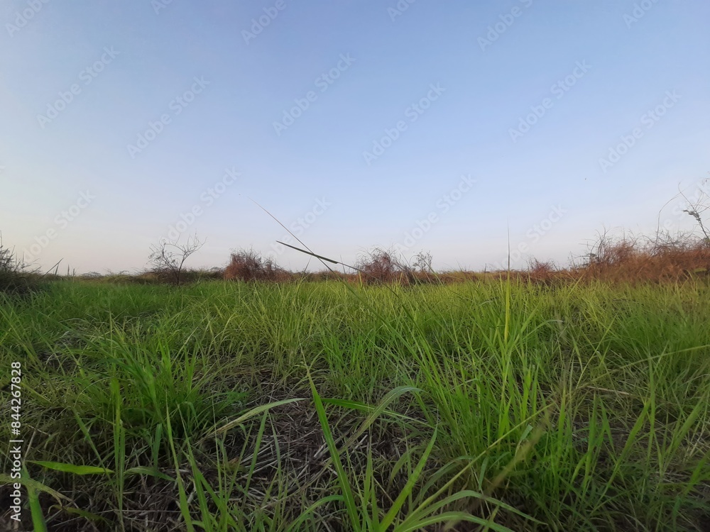 Lush Green Grass Field Under Blue Sky Lush Green Grass Field Under Blue Sky