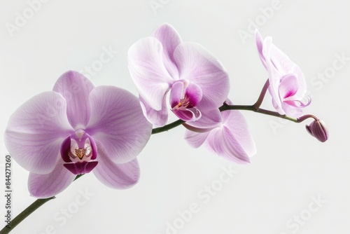 A shallow depth of field shot focusing on a single orchid bloom