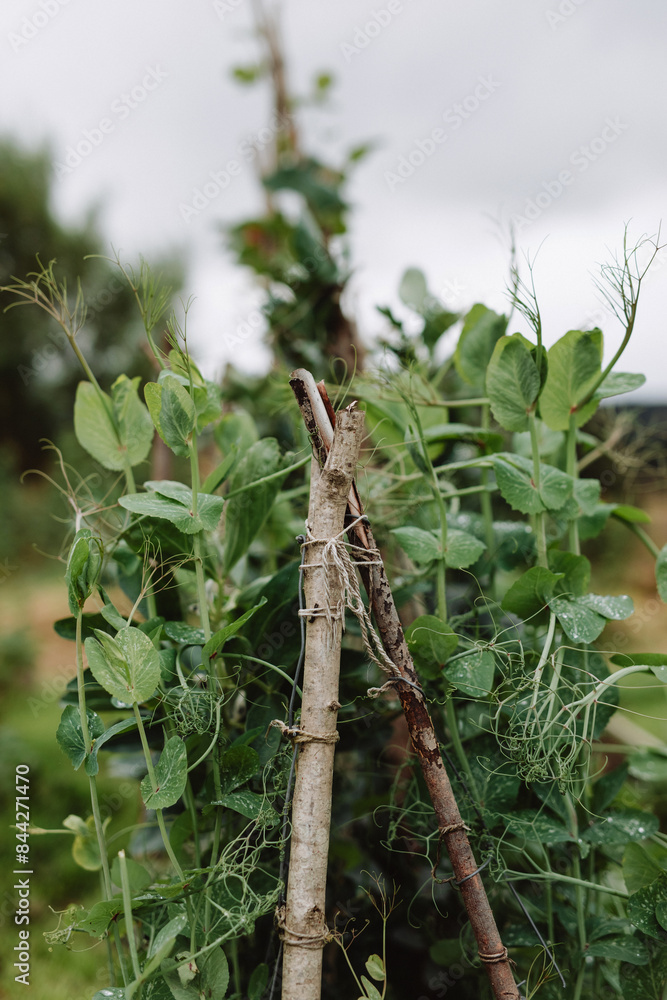 Pea plants growing up a natural twig frame in Beauly, Scotland Pea plants growing up a natural twig frame in Beauly, Scotland