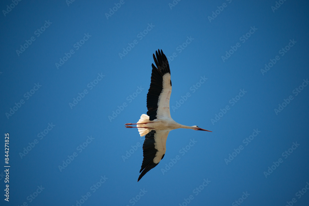 Obraz premium White stork (Ciconia ciconia) flying with spread wings to the right