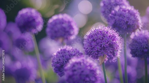 A macro closeup of a flowering giant onion plant, beautiful decorative garden plant with purple flower globes, nature background