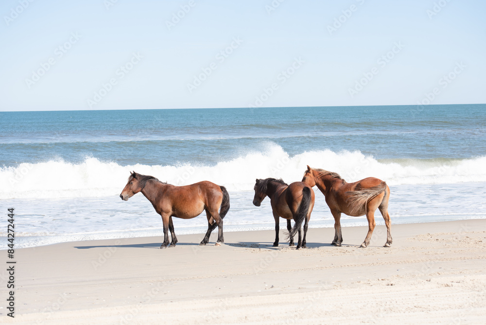 Three horses standing on beach with waves on the ocean Three horses standing on beach with waves on the ocean