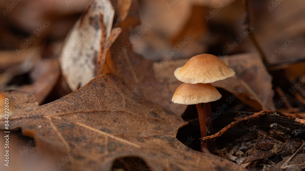 Two small mushrooms on the forest floor in the leaves Two small mushrooms on the forest floor in the leaves