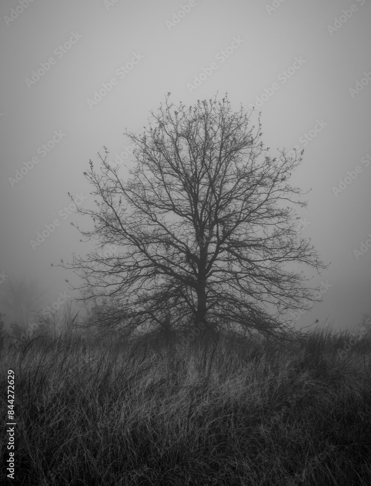 Lone tree on a misty foggy day Lone tree on a misty foggy day