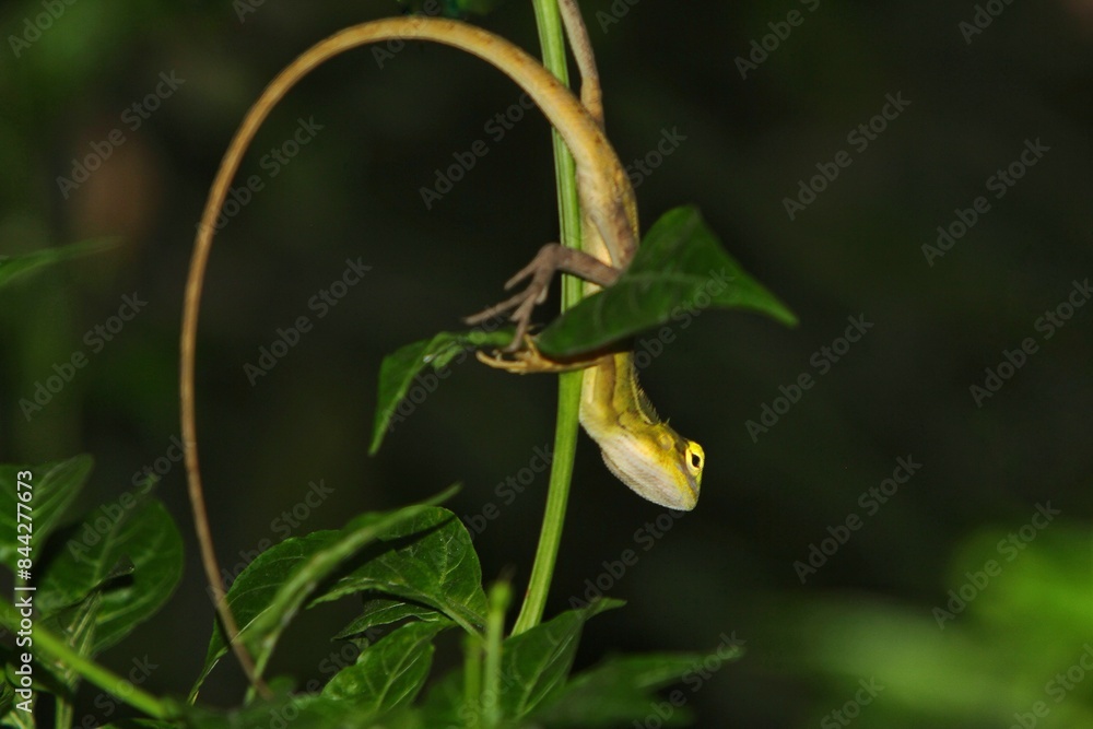 a chameleon is hunting at night a chameleon is hunting at night