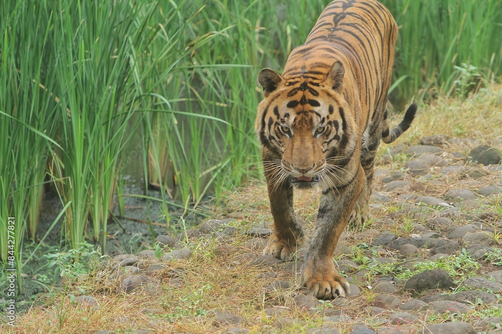 Fototapeta premium A Bengal tiger walking alone on a rock while staring
