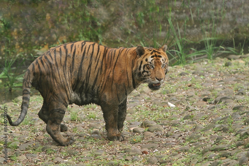 Fototapeta premium A Bengal tiger standing on a rock looking at the camera