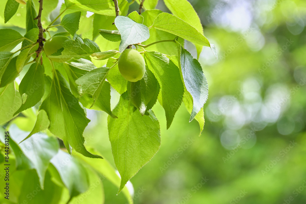 Obraz premium 成長する梅の実 / Growing Japanese apricot fruits