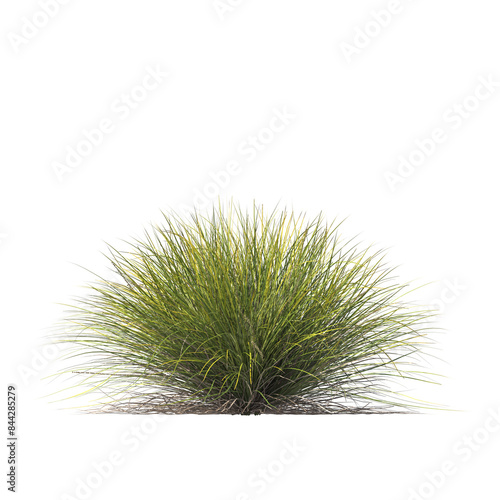 Lomandra confertifolia, semak, rumput, bushes, shrubs, evergreen, small tree, light for daylight, easy to use, 3d render, isolated