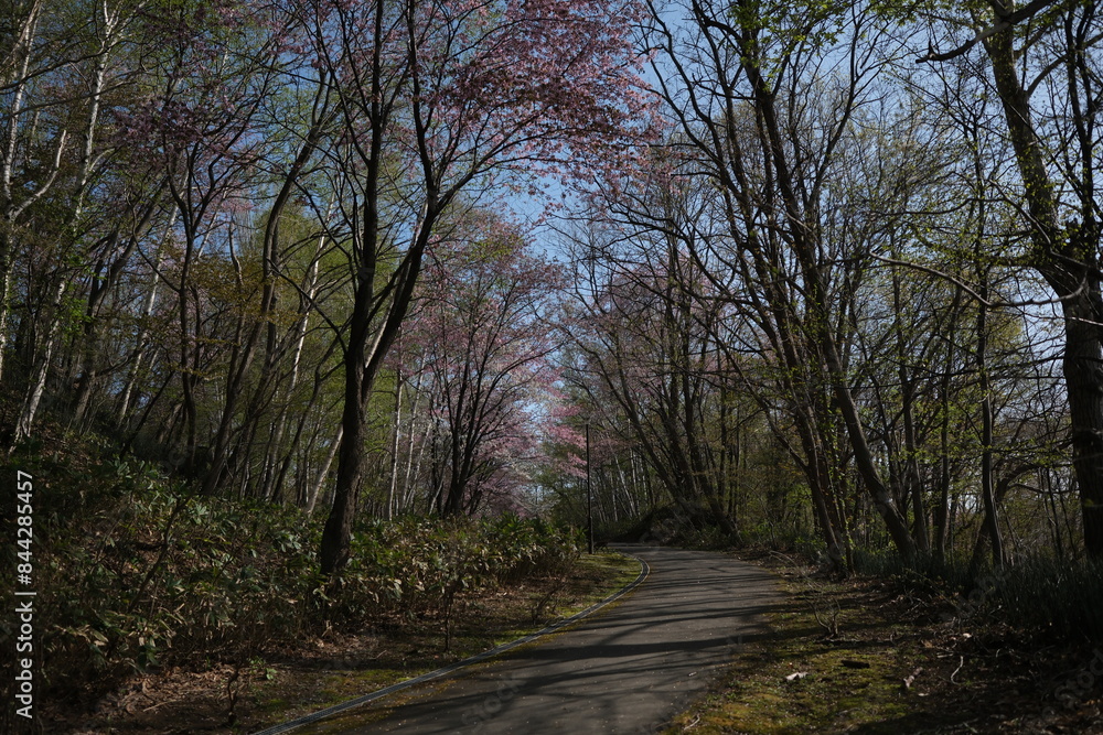 Fototapeta premium 石山緑地の四季
