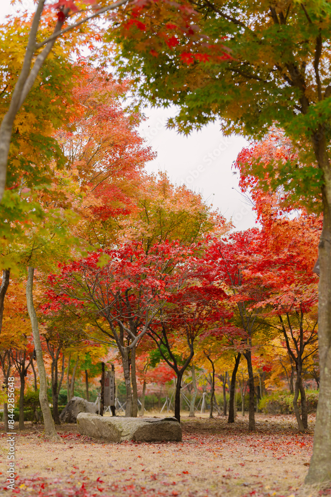 a serene autumn park scene with vibrant red, orange, and yellow foliage on trees, fallen leaves covering the ground, and a clear path leading through. a serene autumn park scene with vibrant red, orange, and yellow foliage on trees, fallen leaves covering the ground, and a clear path leading through.