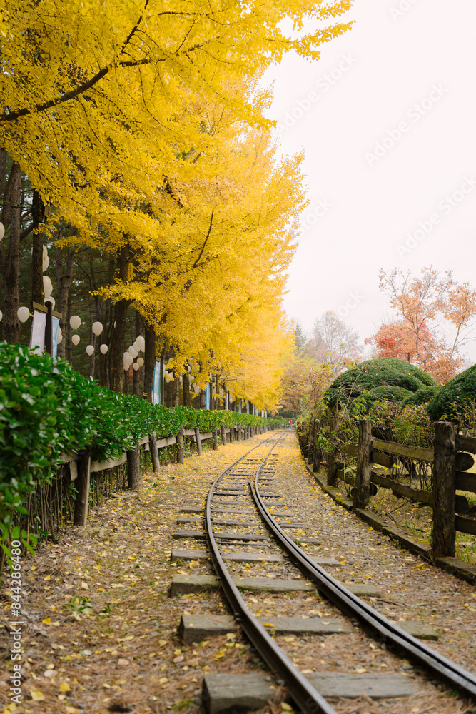 Naklejka premium the serene beauty of Nami Island, Korea in autumn. A deserted railway track is blanketed by vibrant yellow ginkgo leaves under an overcast sky.
