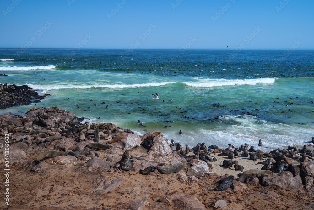 Seals in Namibia. The Cape fur seal colony at Cape Cross, Skeleton coast in Namibia, Africa Seals in Namibia. The Cape fur seal colony at Cape Cross, Skeleton coast in Namibia, Africa