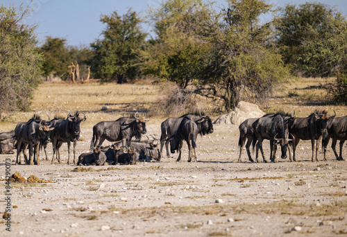 Wildebeest also called gnu are antelopes of the genus Connochaetes and native to Eastern and Southern Africa