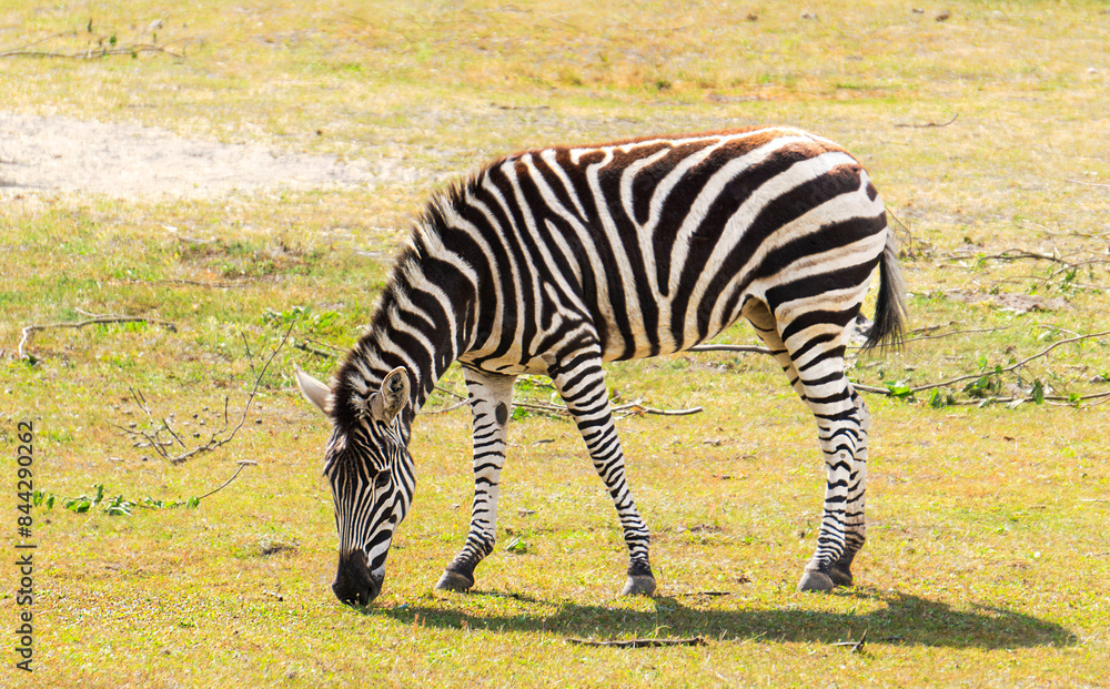 Zebra grazing on a pasture