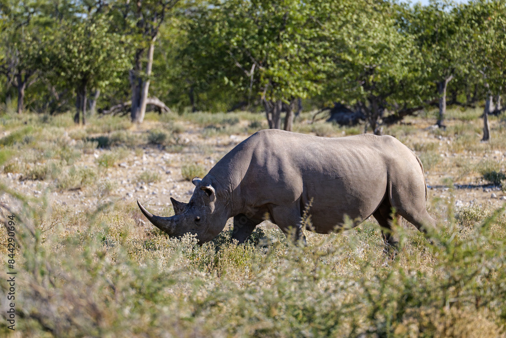 Obraz premium The southern white rhinoceros or southern white rhino (Ceratotherium simum simum) Etosha National Park Namibia