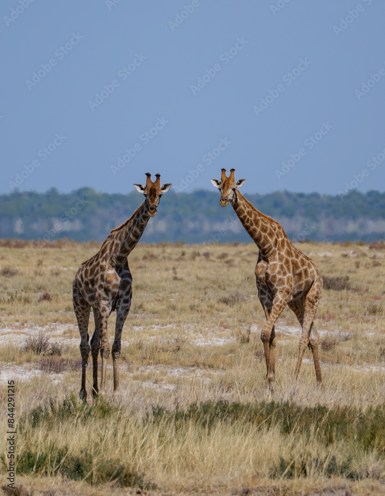 Obraz premium The Angolan giraffe (Giraffa angolensis or Giraffa camelopardalis angolensis or Giraffa giraffa angolensis), also known as the Namibian giraffe or smokey giraffe, Etosha National Park