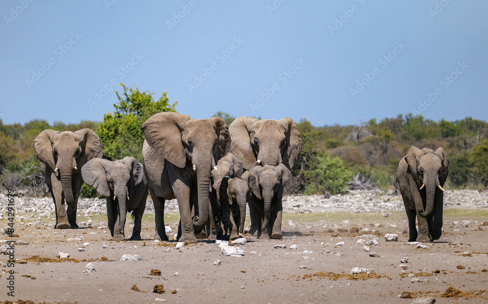 Obraz premium African elephants near a pond. Etosha Namibia