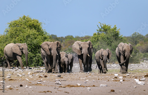 Sticker African elephants near a pond. Etosha Namibia