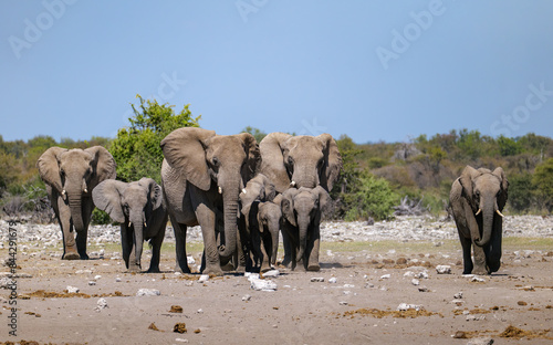 Photography African elephants near a pond. Etosha Namibia