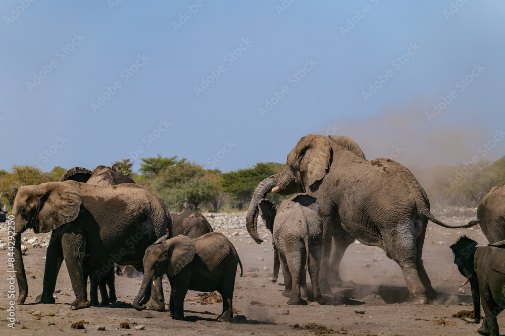 Fototapeta premium A family of African elephants near a pond. Etosha Namibia