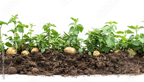 Ripe potatoes in garden on transparent background