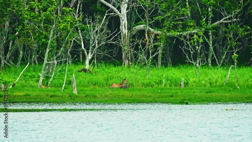 湖畔のシカ