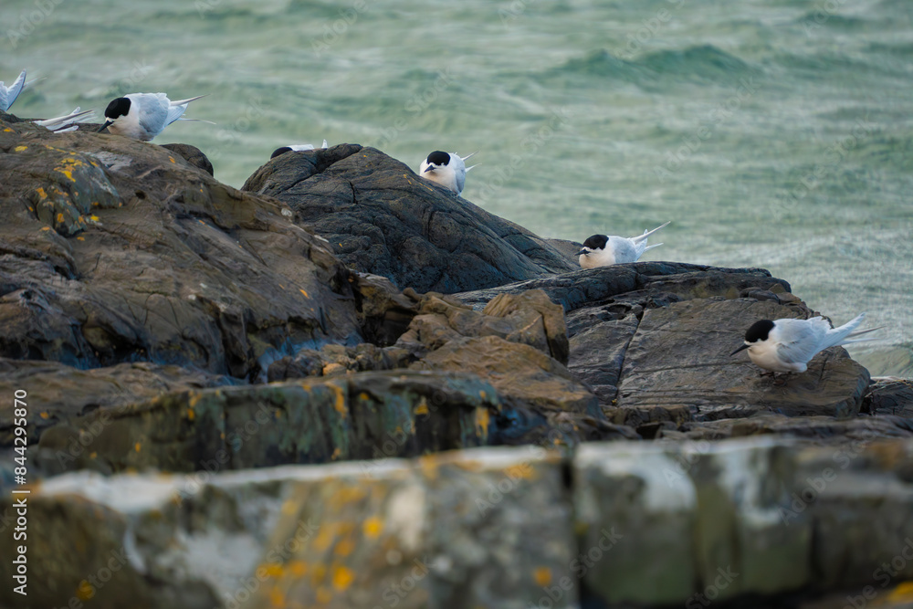 Obraz premium White-fronted tern (Sterna striata) colony in Bluff, New Zealand. Terns nest on rocks in large colonies.