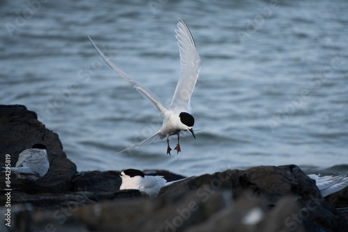 White-fronted tern (Sterna striata) flying over colony on rock stack in Bluff, New Zealand. Terns nest on rocks in large colonies.